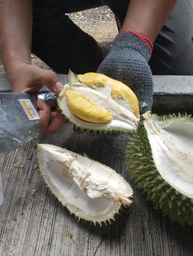 マレーシア産猫山王 新鮮ドリアン 1箱 海外輸入 sosuikyo.jp